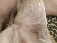 Petlust red cock