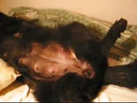Petlust sex with ronja part1 forplay