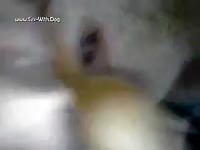 Picture dog fuck chermax other dog4