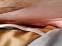 Pig 2 Gaybeast - Zoophilia Man