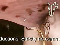 Pig fucks man very hard Gaybeast.com - Animal Porn Man