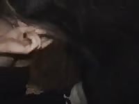 Pig sex