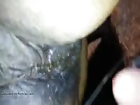 Pissing on a dirty mare pussy with wink Gaybeast - Zoophilia Man