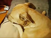 Pitbull anal fuck Gaybeast - Zoophilia Man