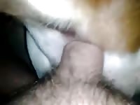 Pitbull anal Gaybeast - Zoophilia Man