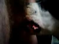Pitbull bitch gives a pro blowjob cumshot good angle Gaybeast - Animal Sex Man
