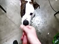 Pitbull waiting for cum Gaybeast.com - Animal Sex Man