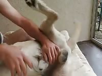 Play time with male lab friend Gaybeast - Man fucks animal