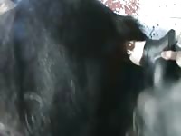 Playing with horse toys Gaybeast - Zoophilia Porn and Man
