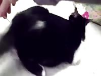 Pleasuring cat in heat Gaybeast - Animal Porn Man