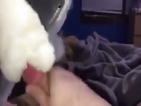 Plush blowjob Gaybeast.com - Man and animal Sex