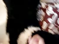 Plush gsd fun Gaybeast.com - Bestiality Porn video with man