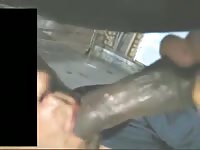 Pony blowjob Gaybeast.com - Beastiality with Dude