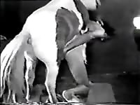 Pony stallion fucks mans ass Gaybeast - Beastiality Man