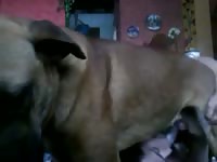Por detras al perro1 Gaybeast.com - Beastiality Man