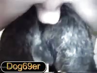 Pounding the akita Gaybeast.com - Zoophilia Man