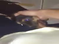 Puppies blowjob