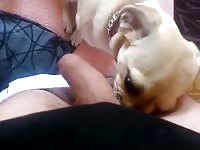 Puppy licks 1 Gaybeast.com - Beastiality Man