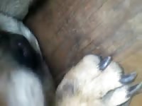 Pussy play 3 Gaybeast.com - Man and animal Sex