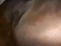 Pussy tickled the horse Gaybeast.com - Man and animal Sex