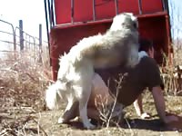 Pyrenees mount and tie Gaybeast.com - Zoophilia Sex and Man