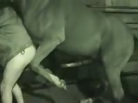 Que delicia de egua Gaybeast.com - Zoophilia Sex and Man