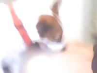 Quick blowjob from jack russell Gaybeast.com - Dude and animal Porn