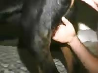 Rottie anal 2 Gaybeast.com - Beastiality Man