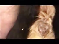 Rottie anal fingering and fuck Gaybeast.com - Beastiality Man