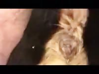 Rottie loves anal Gaybeast - Animal Porn Man