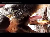 Rottieride2