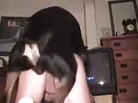 Rotties balls