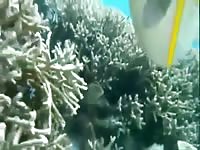 Sea fish eat my cum Gaybeast - Animal Porn Man