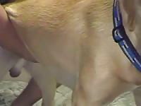 Sex dog 1 Gaybeast - Bestiality Sex video with man