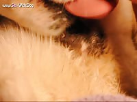 Sex with female dog akitas4me akita wd