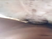 Sex with my bullmastiff bitch Gaybeast.com - Dude fucks animal
