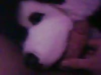Sex with two plush huskies Gaybeast - Beastiality Man