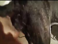 Sexy dog gets fucked and creamed Gaybeast.com - Zoophilia Man