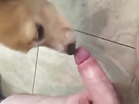 She loves cock and peanut butter Gaybeast.com - Zoophilia Man