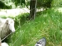 Sheep licking feet Gaybeast.com - Man fucks animal