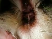 Shepard hj Gaybeast - Man fucks animal
