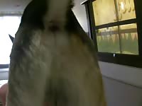Sheppy got a new piece of ass gay zoo porn petlust