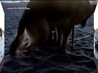 Sheppy on the beach cbmx german shepherd paw on the beach