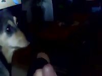 Short makeout eating cum 1 Gaybeast - Zoophilia Sex and Man