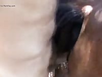 Sloppy mare pussy Gaybeast - Zoophilia Man