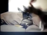 Small dog fucked in the ass by younger guy Gaybeast.com - Animal Porn Man