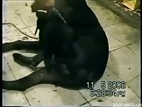 Small dog with hard cock fucks my hubby from behind