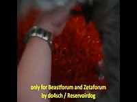 Small terrier fucks gay