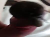 Snail on cock Gaybeast.com - Beastiality with Man