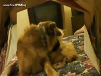 Some action with rigel male k9 and 2 men admtalon rigel cums